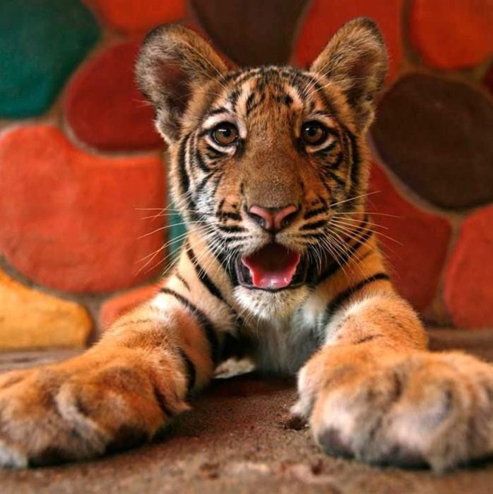 Meet your Posher, Jimmy